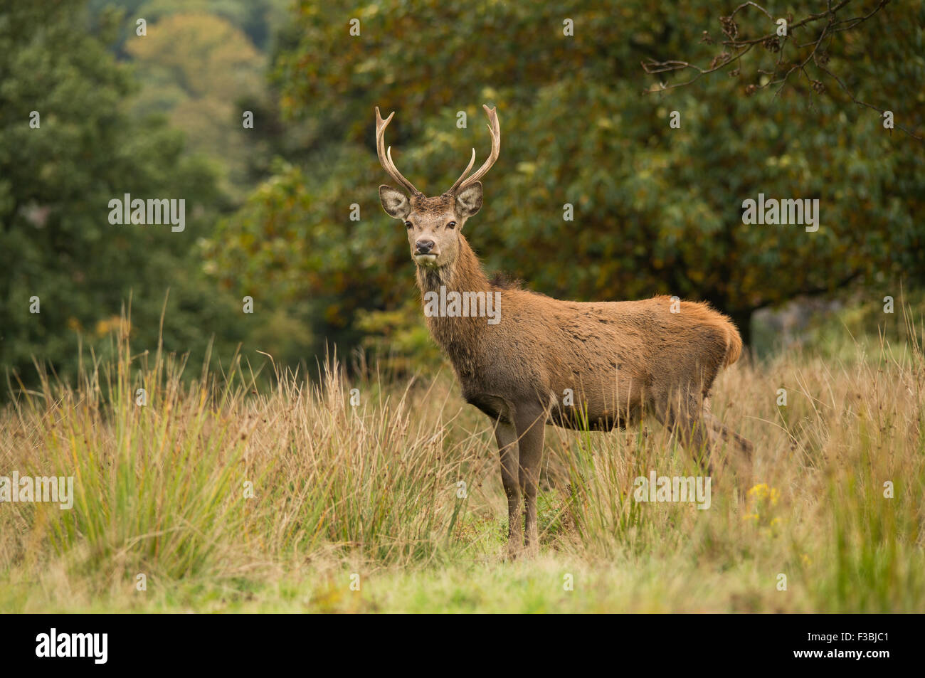 Single red deer stag in woodland setting Stock Photo
