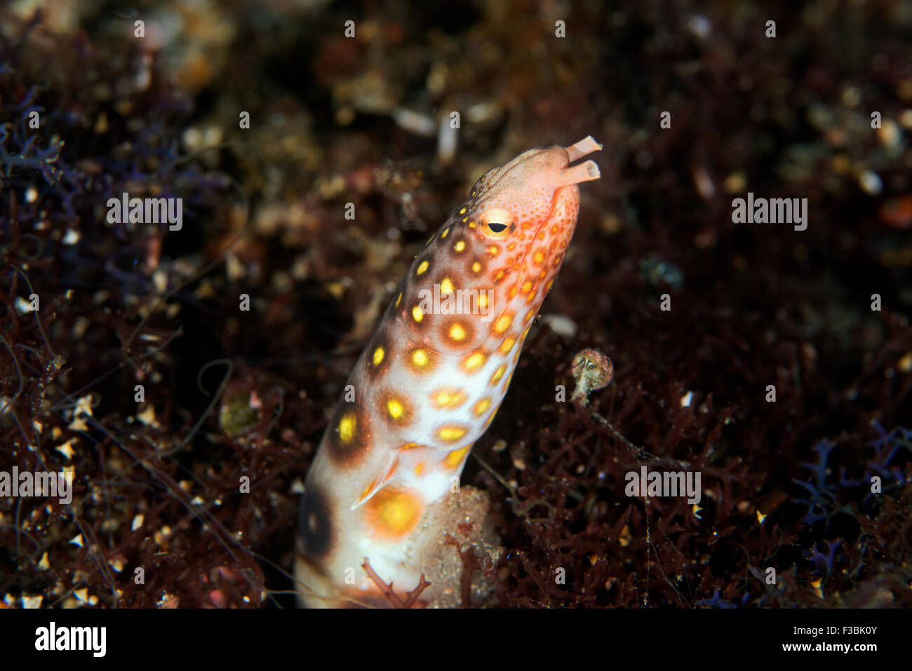 Yellow spotted snake eel, Ophichthus polyophthalmus, Alor Indonesia Stock Photo