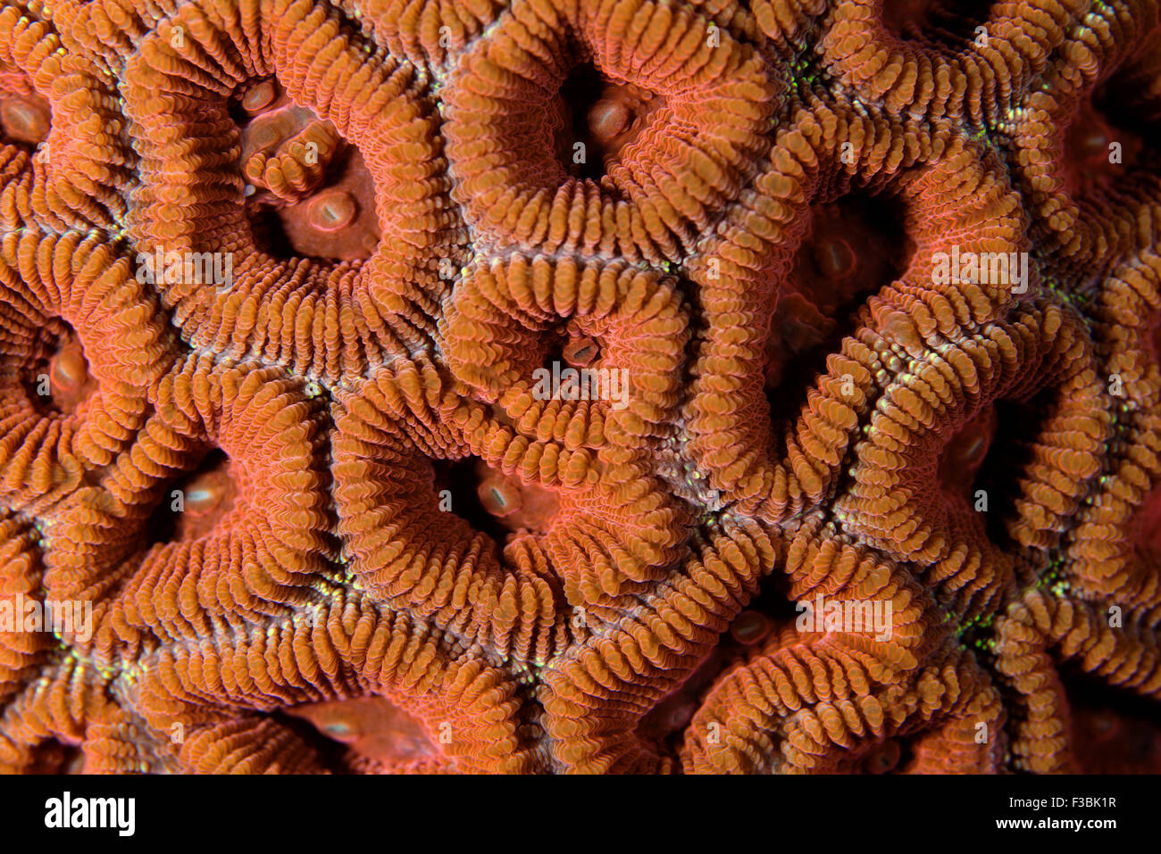 Hard coral, Lobophyllia sp., Alor Indonesia. Stock Photo