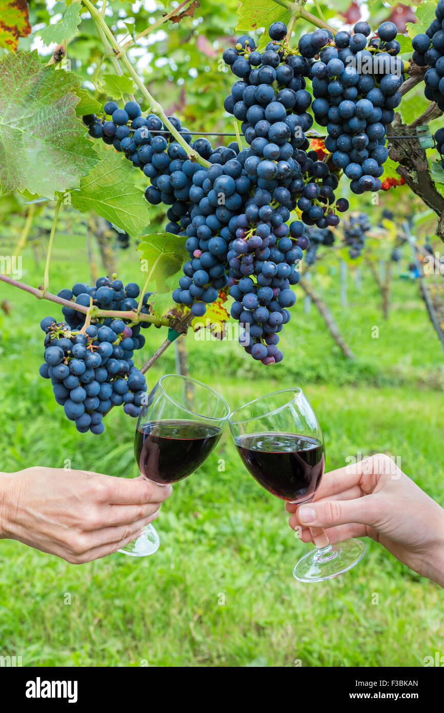 Two persons toasting with red wine near blue grapes in vineyard Stock Photo