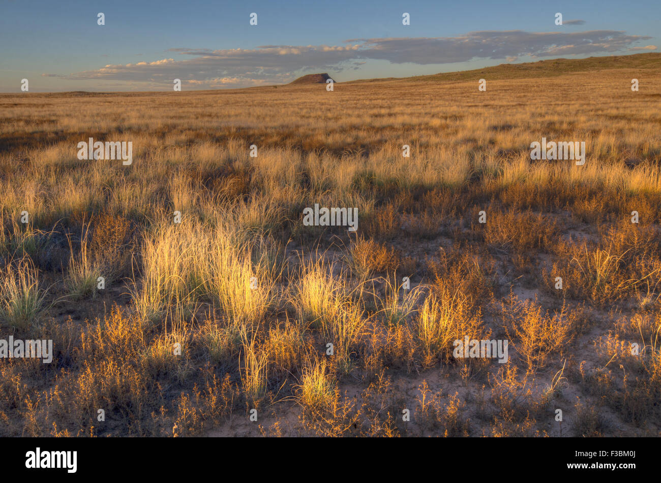 Plains grassland habitat at Volcanoes Day Use Area, Petroglyph National Monument, New Mexico, USA. Stock Photo