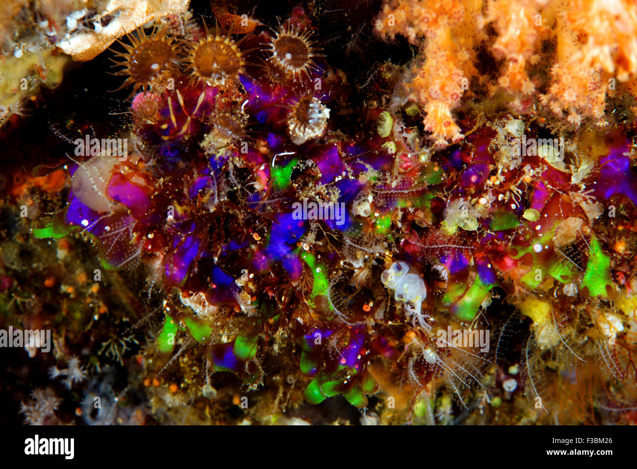 Cluster of fluorescent color ascidian Alor Indonesia Stock Photo