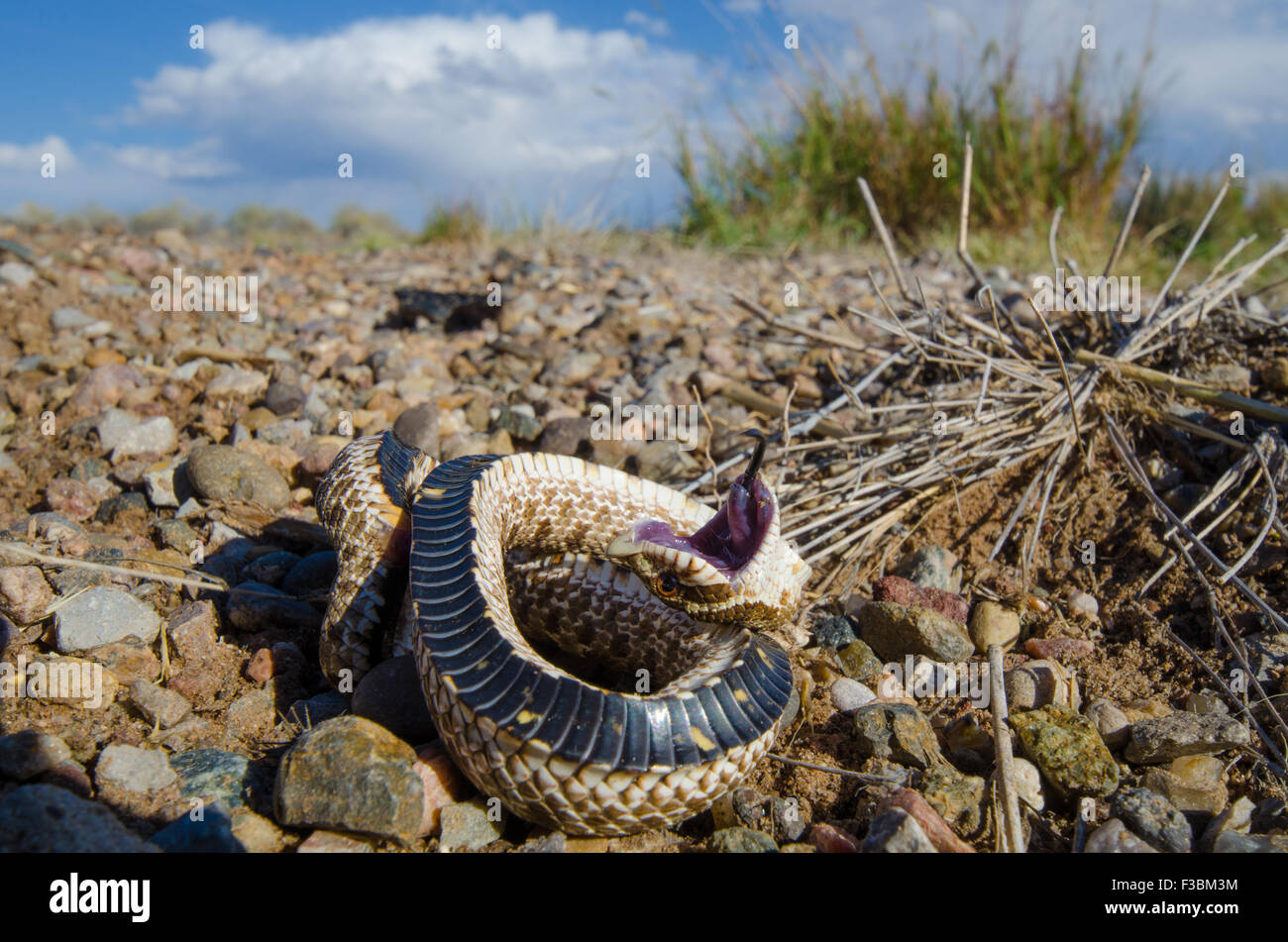 Hognose snake playing dead GLOSSY PHOTO PRINT 3100