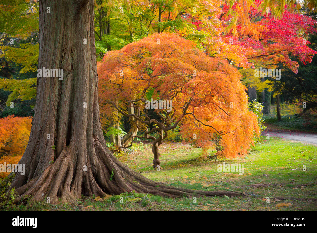 lovely colorful autumn trees in park Stock Photo - Alamy