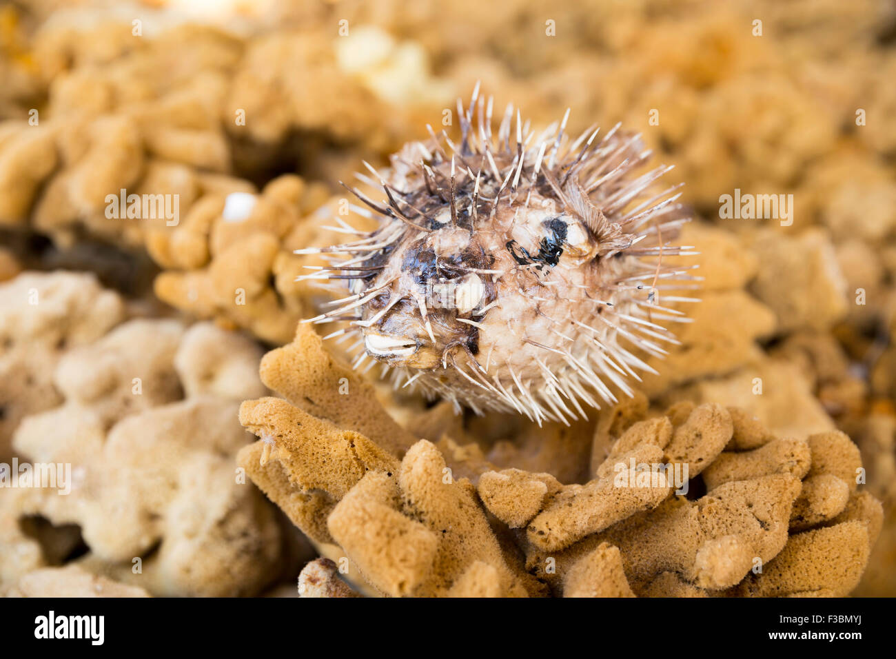 Lifeless dried puffer fish on a brown colored sea sponges Stock Photo