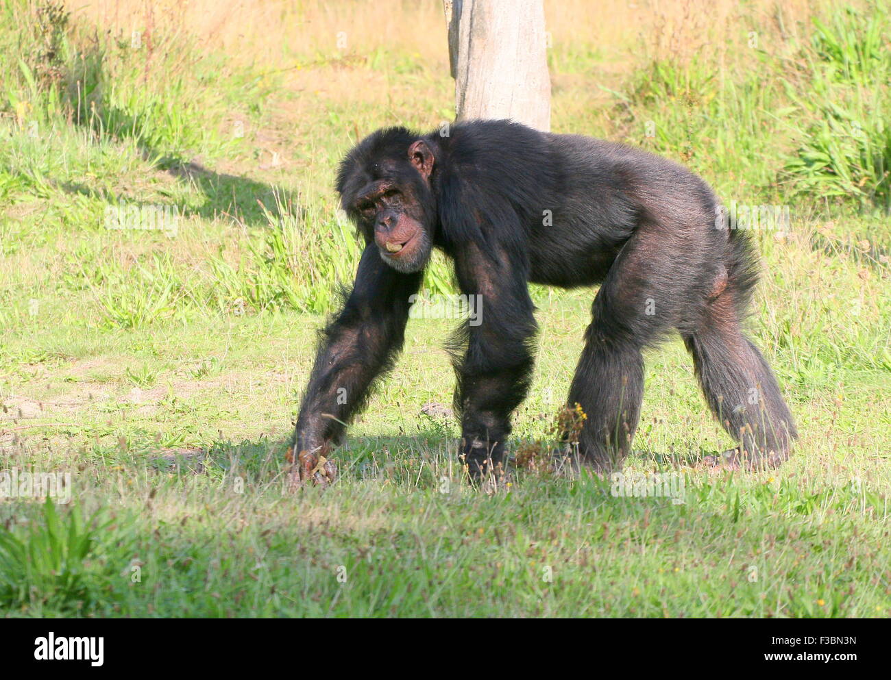 Mature Common chimpanzee (Pan troglodytes) walking in a natural setting Stock Photo