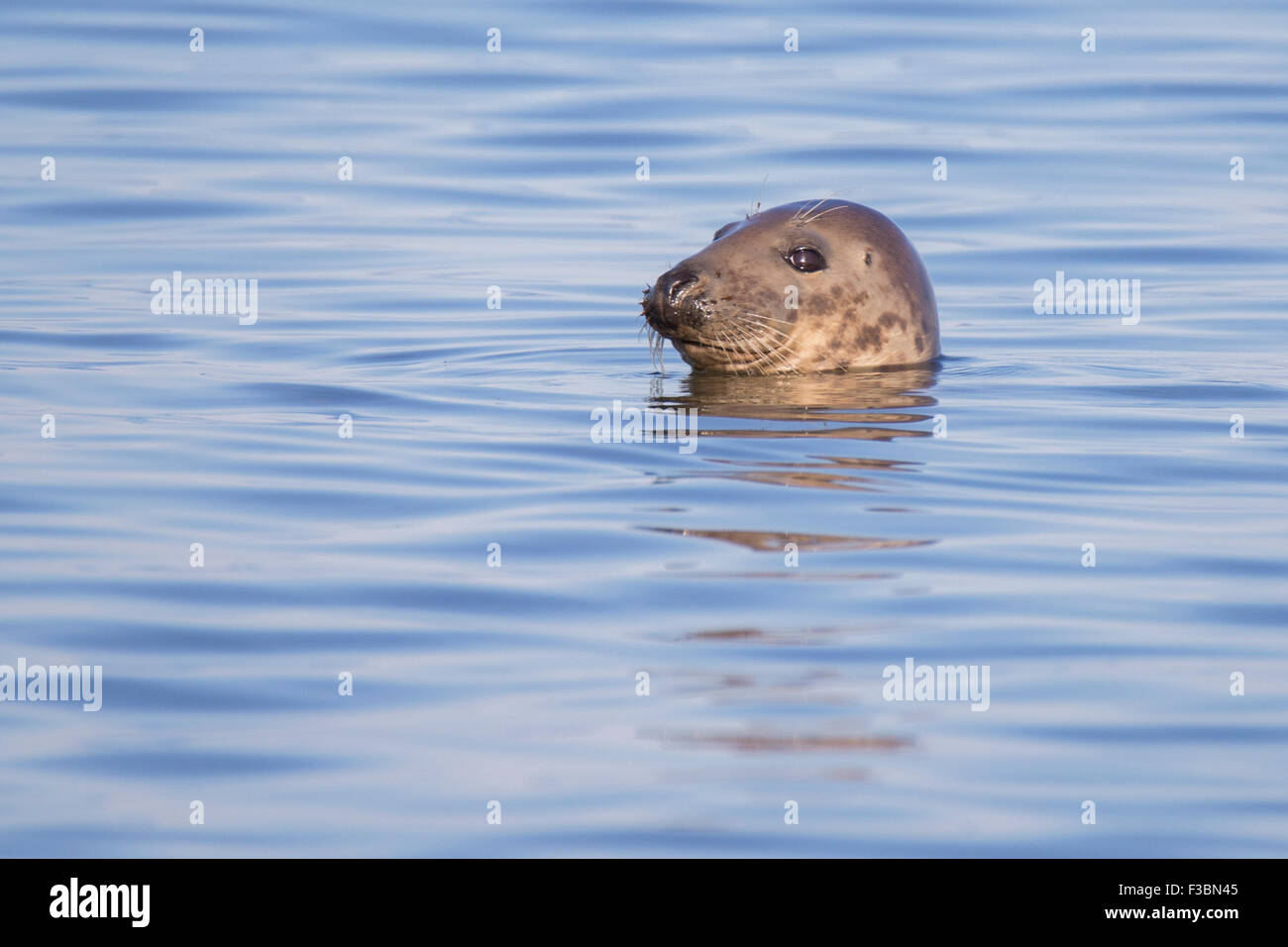 Swimming Common seal Cape Code peninsula , Atlantic Ocean Stock Photo