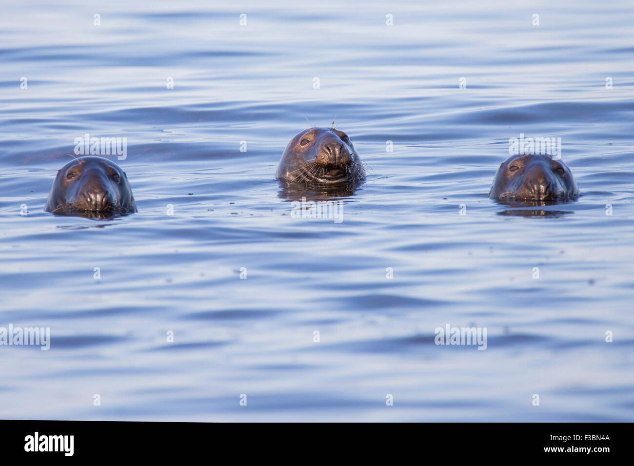 Swimming Common seals Cape Code peninsula , Atlantic Ocean Stock