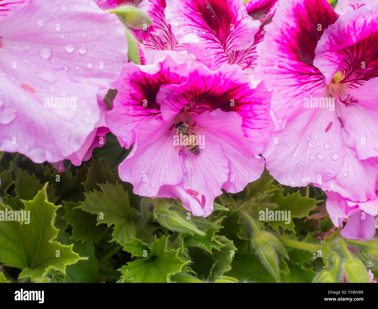 Bee inside pink flower Stock Photo