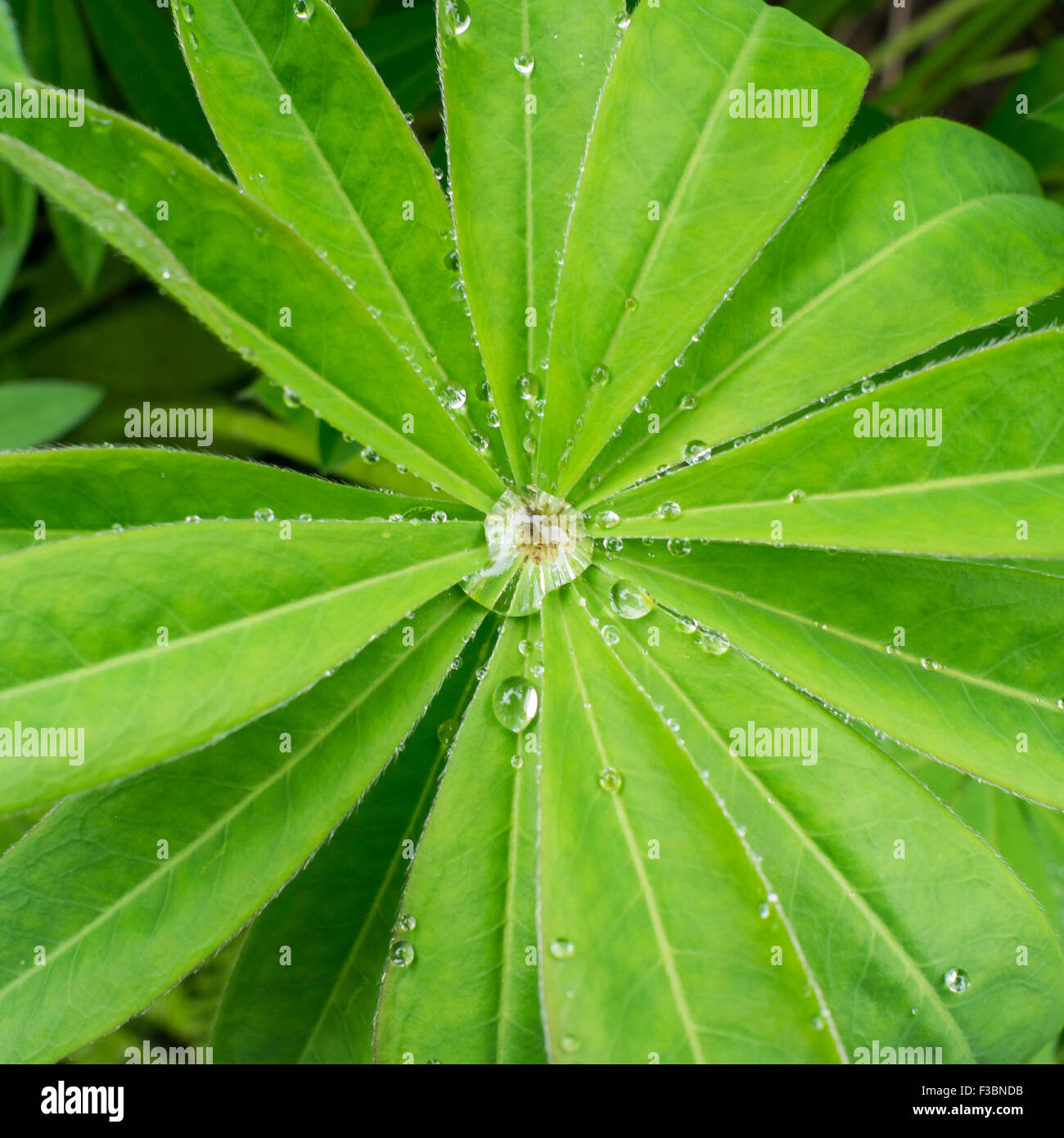 Drops in green leaf Stock Photo