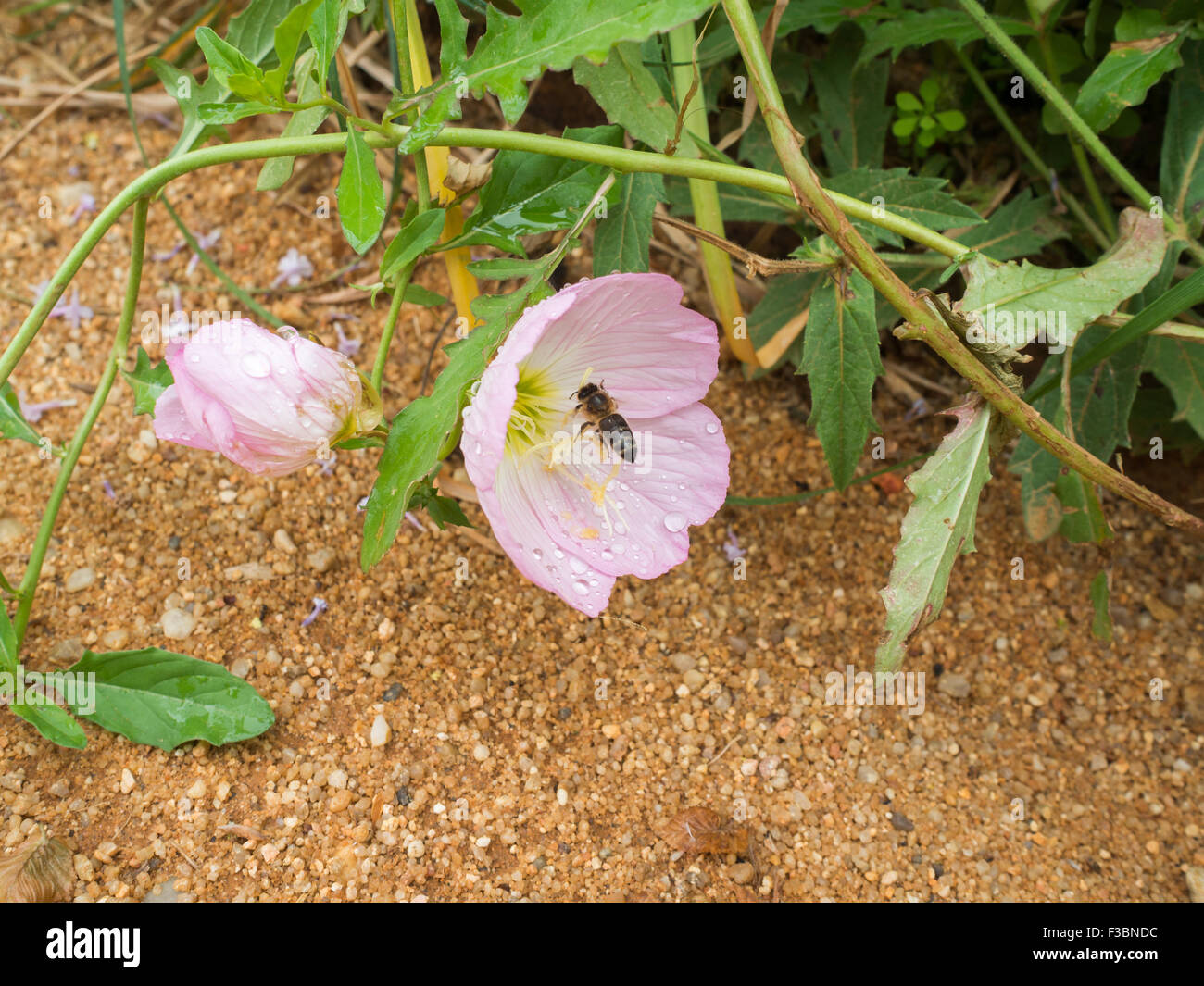 Bee inside a flower Stock Photo