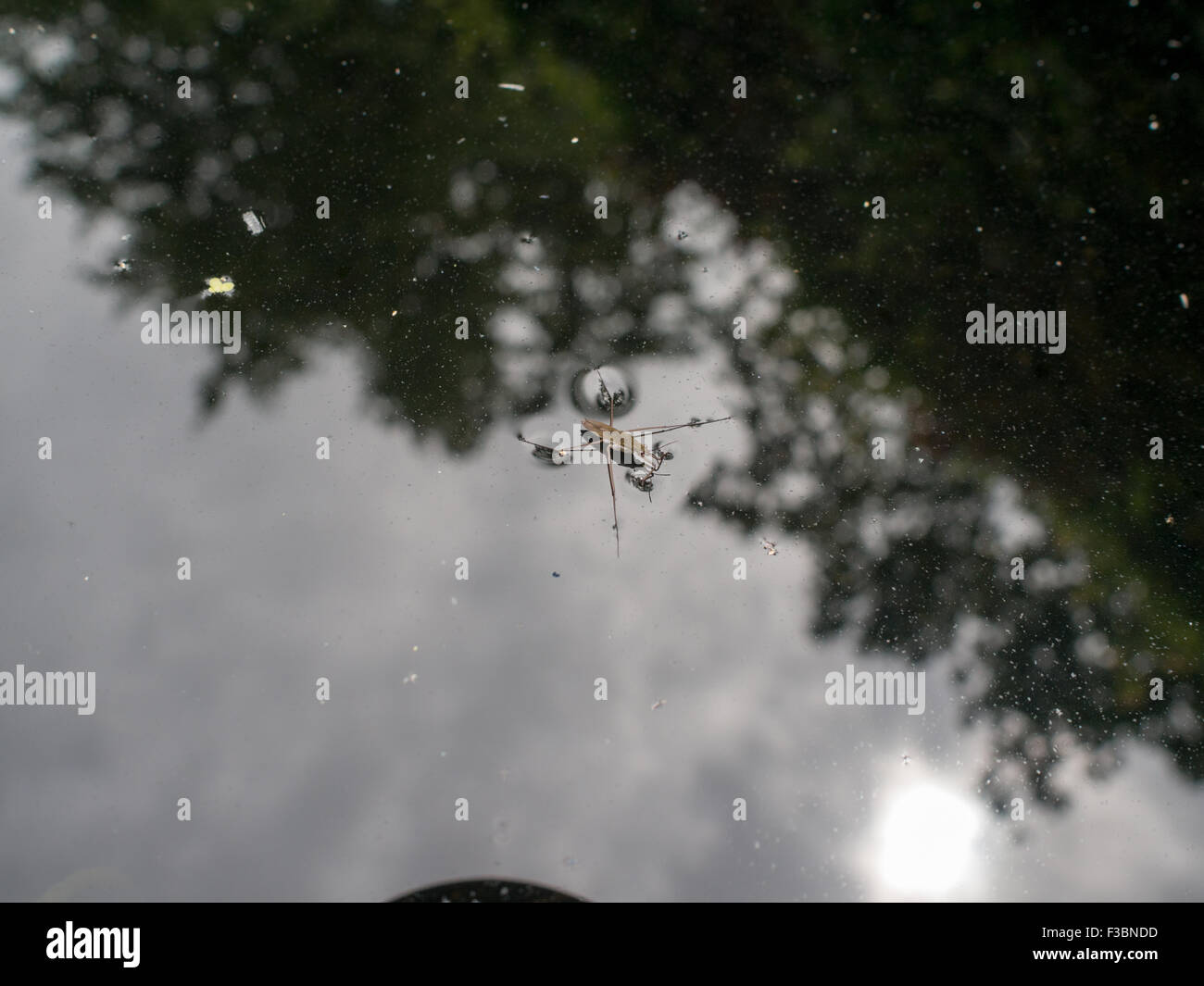 Insect on the water of a pond of the garden at Domain of Chaumont-sur-Loire Stock Photo