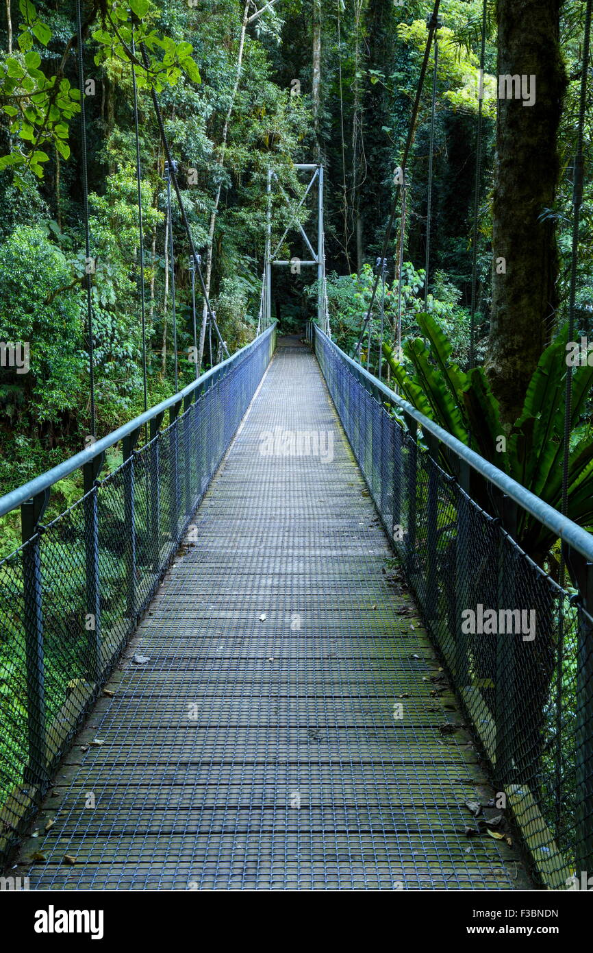 The Crystal Shower Falls suspension bridge along the Wonga Walk in Dorrigo National Park, Dorrigo, NSW, Australia. Stock Photo