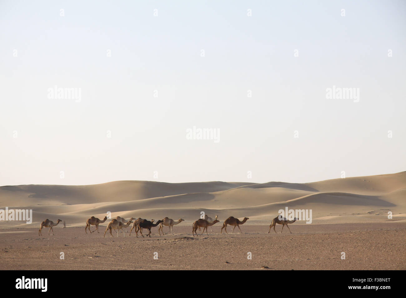 A herd of wild camels crossing the Arabian Desert near Dubai, UAE. Stock Photo
