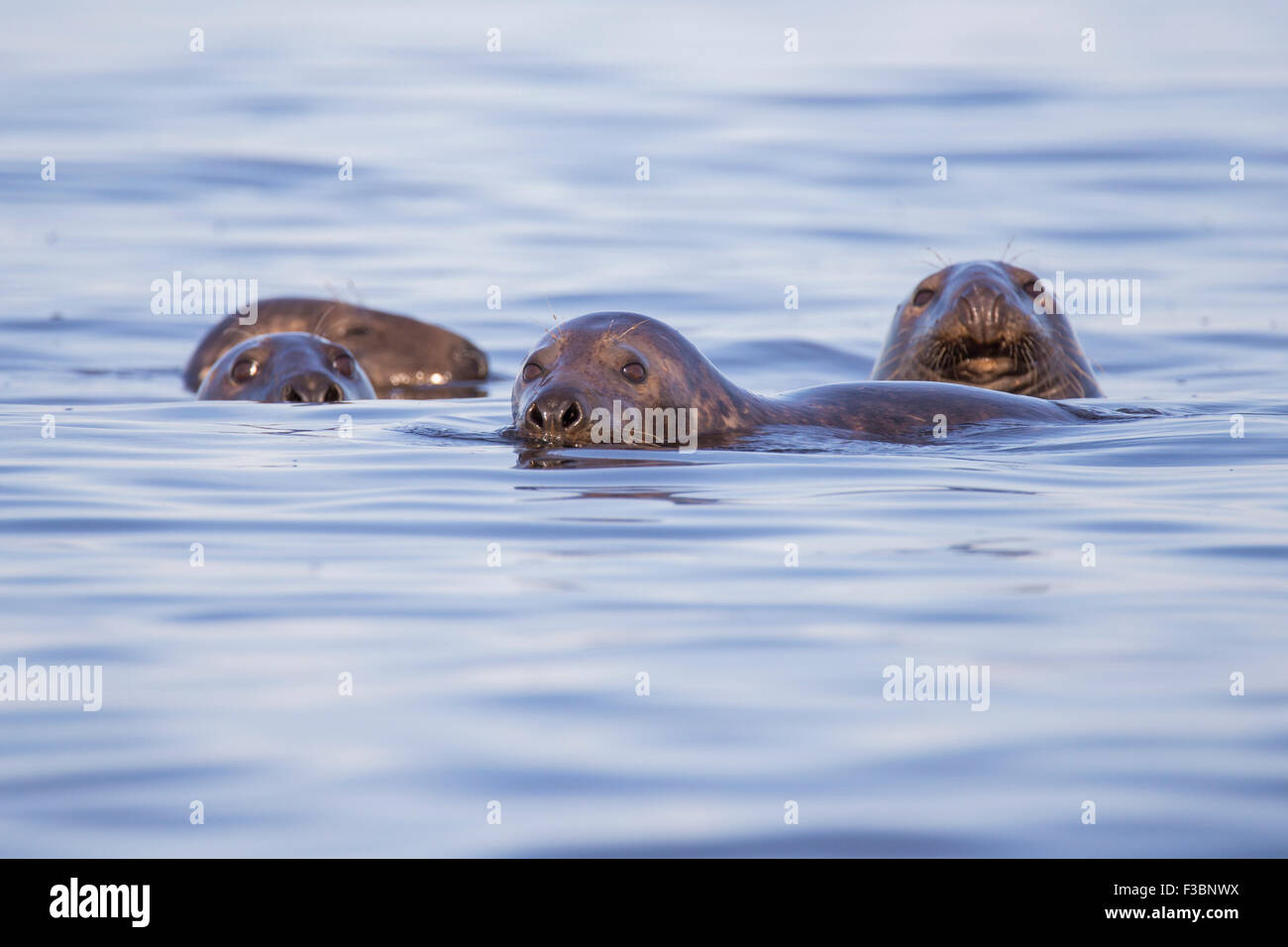 Common seals in Cape Cod Stock Photo Alamy