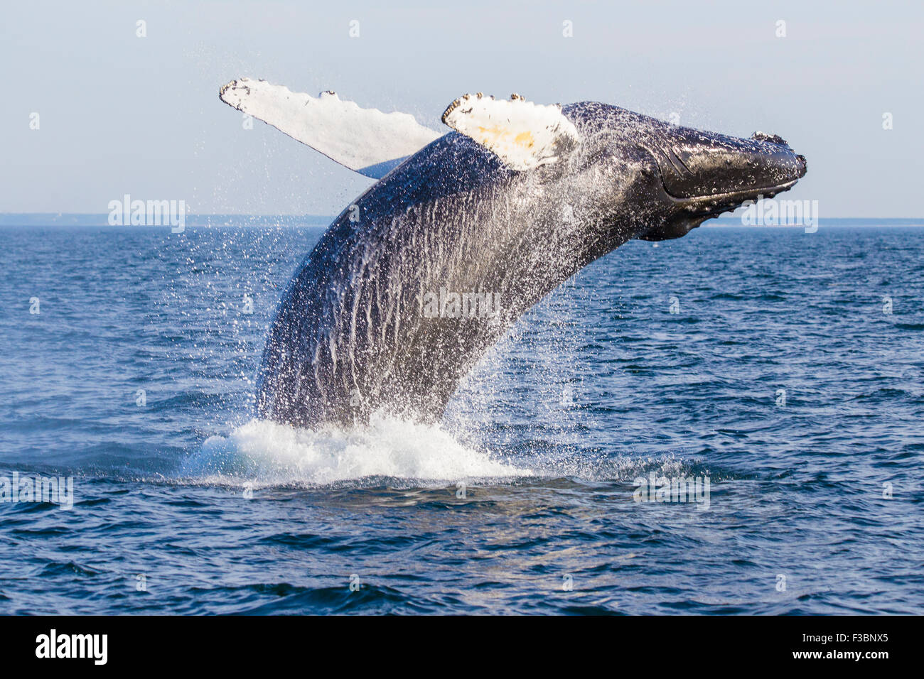 Humpback Whale (Megaptera novaeangliae) Breaching-Cape Cod, Massachusetts Stock Photo