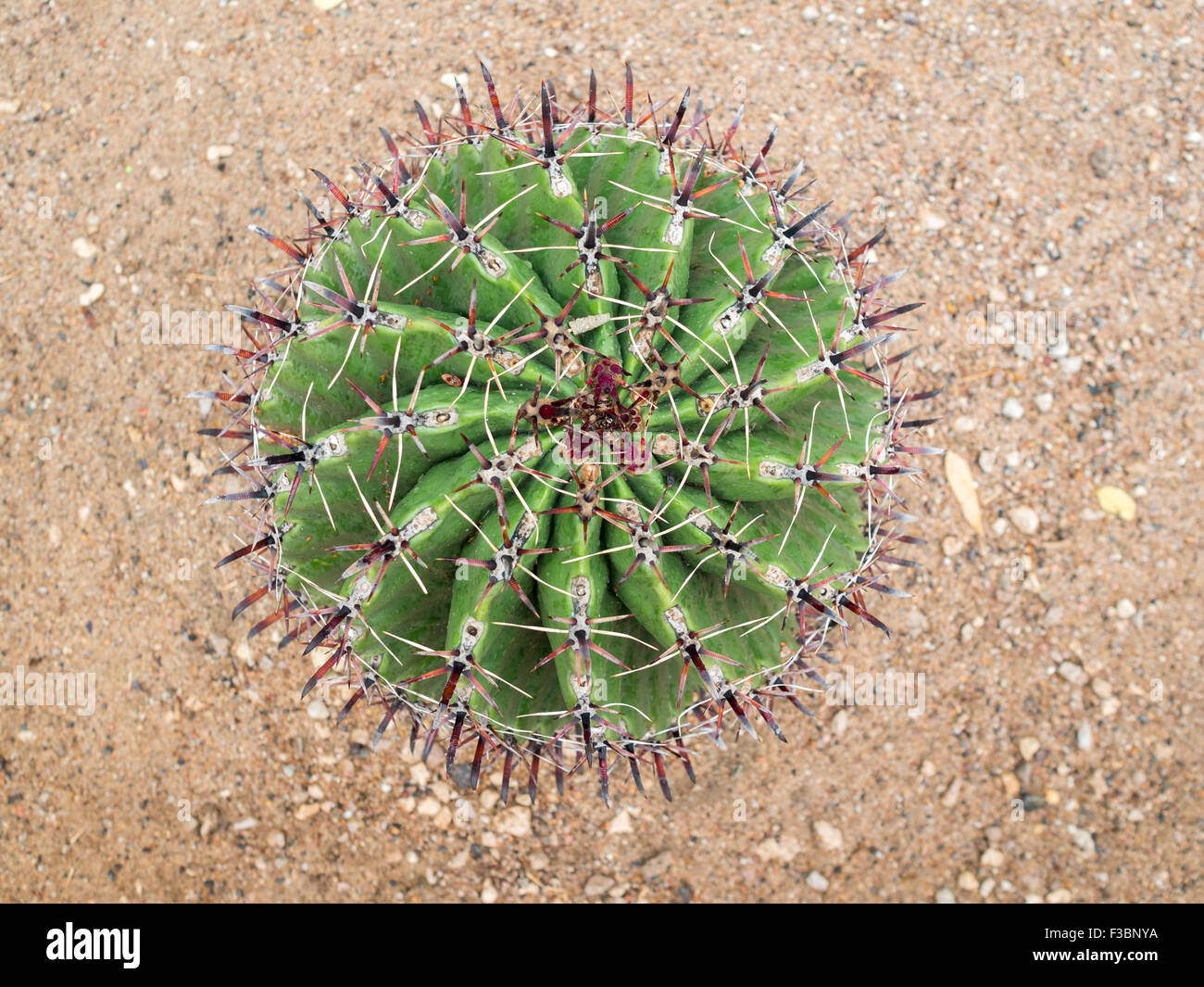 Cactus plant seen from above Stock Photo