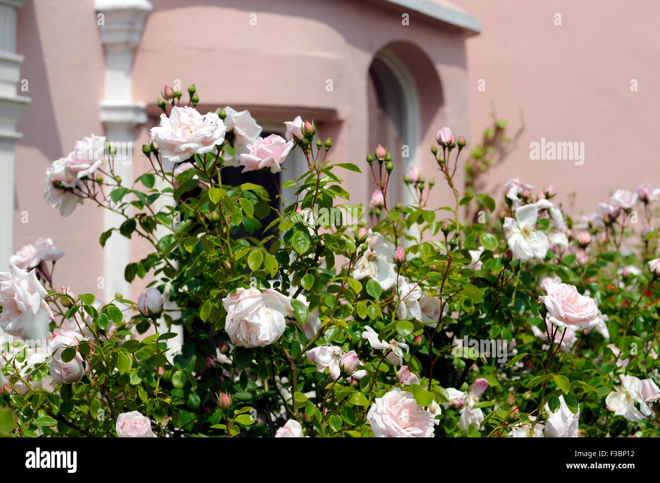 Roses in full blossom in front garden in Rye East Sussex England UK Europe Stock Photo