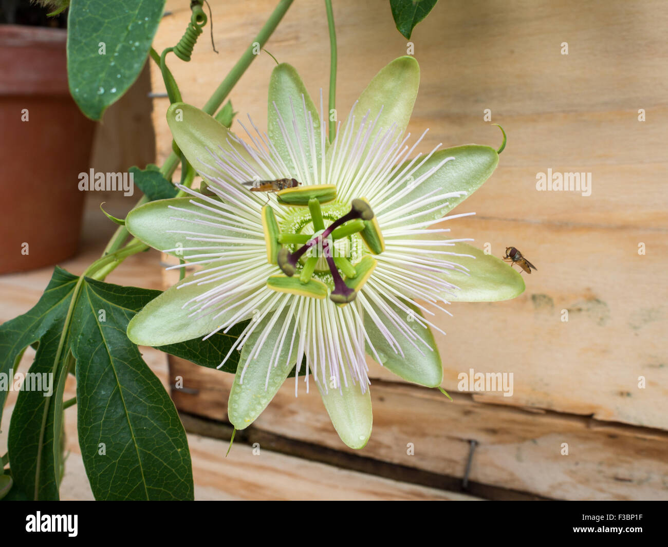 Green flower with flies Stock Photo