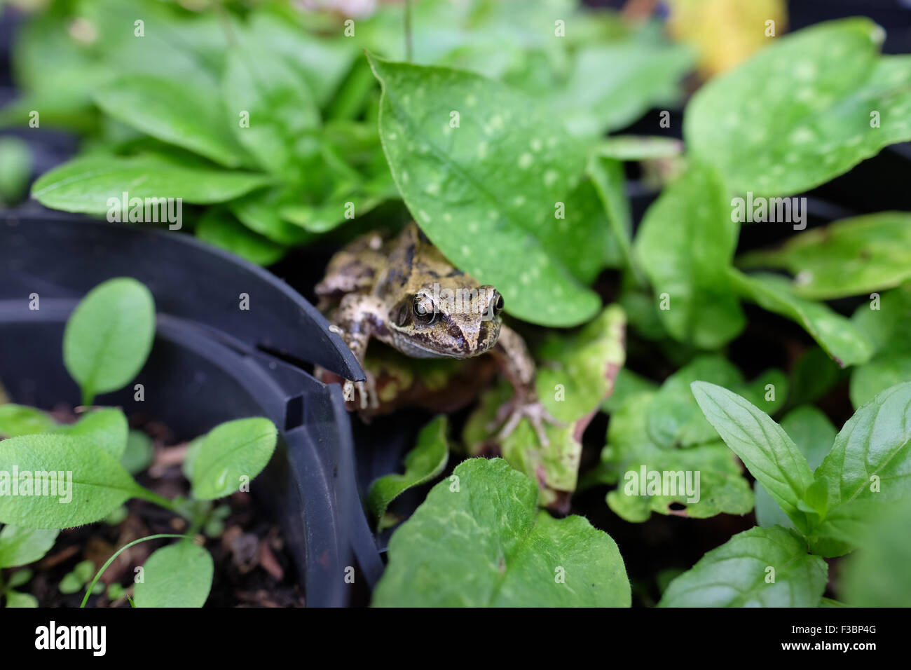 frog in a garden Stock Photo Alamy