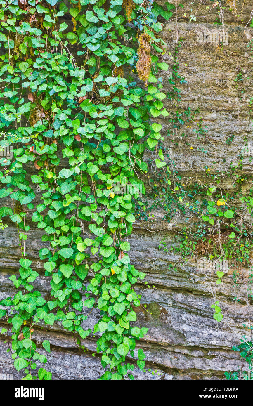 Green plant on natural stone, beautiful background Stock Photo - Alamy