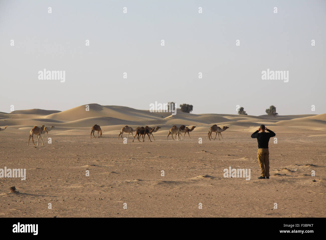 Man taking a photo of camels in the Arabian Desert. Stock Photo