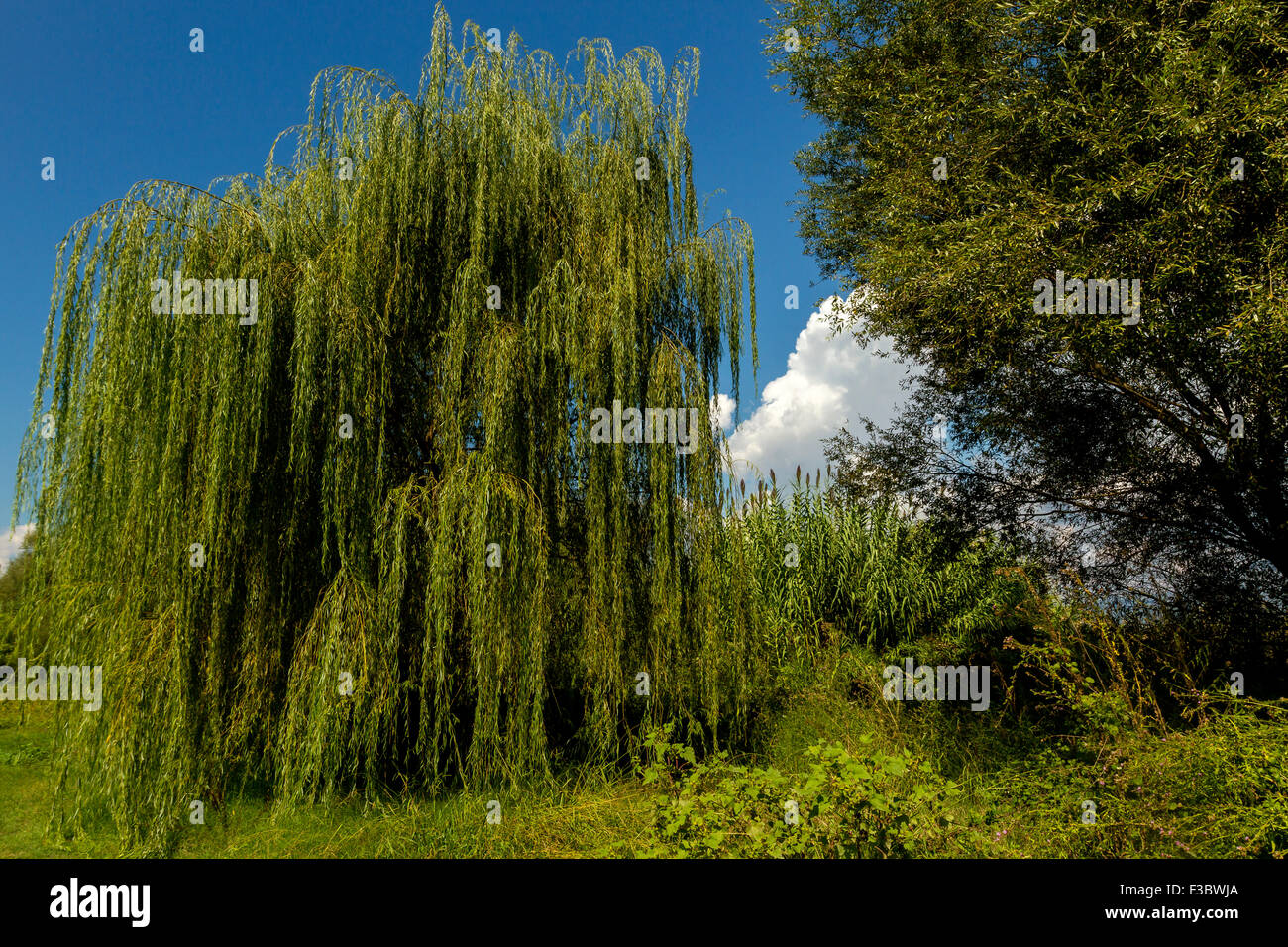 Weeping willow, on the banks of the lake Trichonida, in Greece. Stock Photo