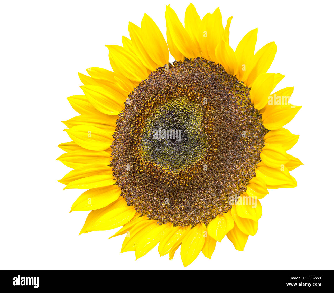 Sunflower isolated on white background Stock Photo - Alamy