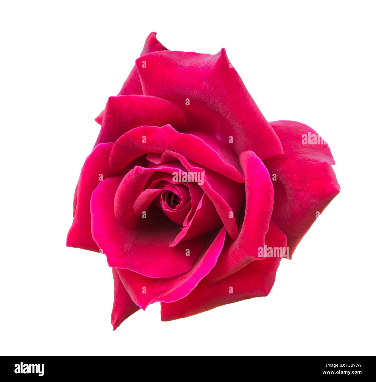Red rose isolated on white background Stock Photo - Alamy