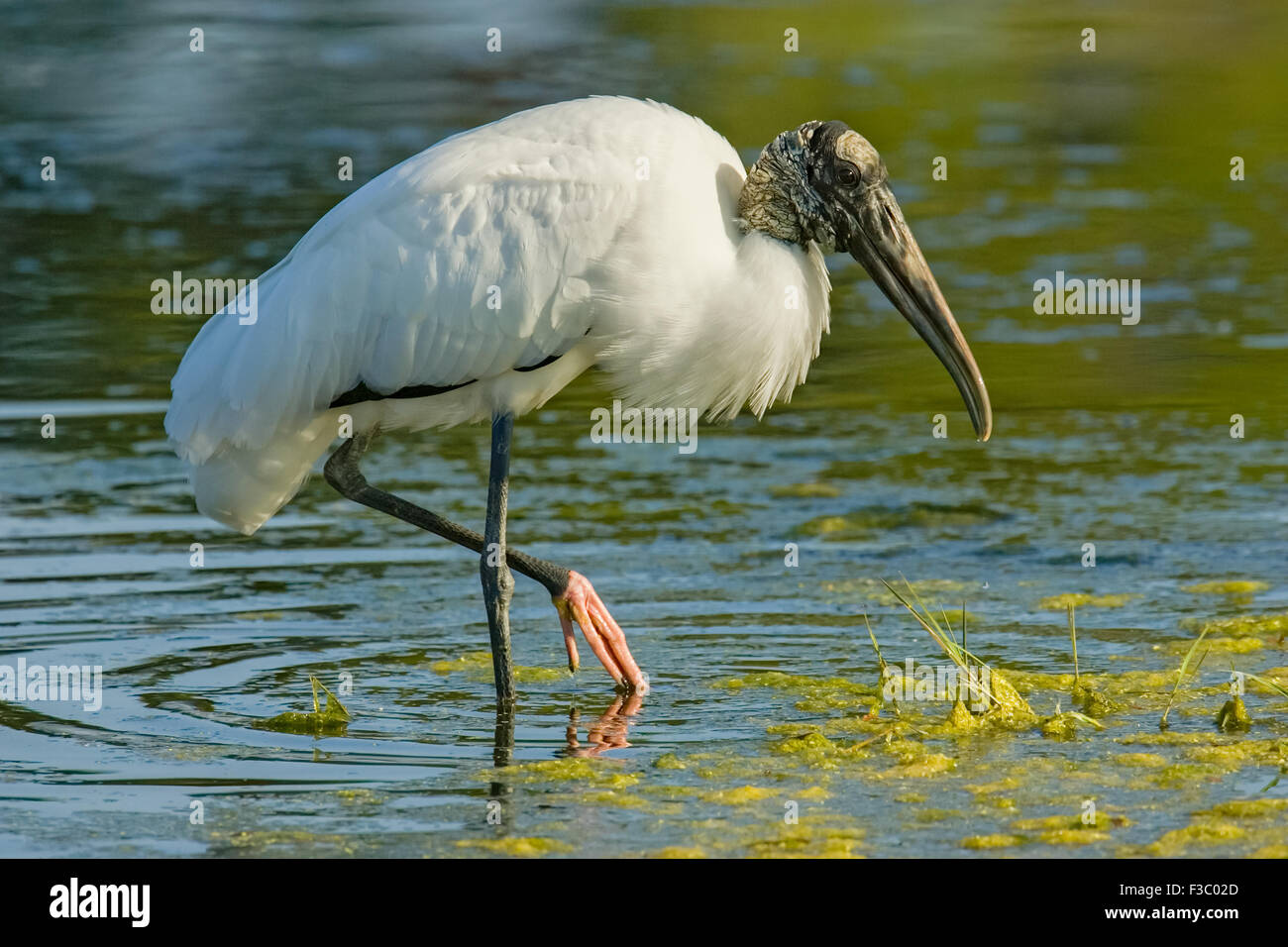 Wood Stork (Mycteria americana) feeding in pond with foot in the air. Stock Photo