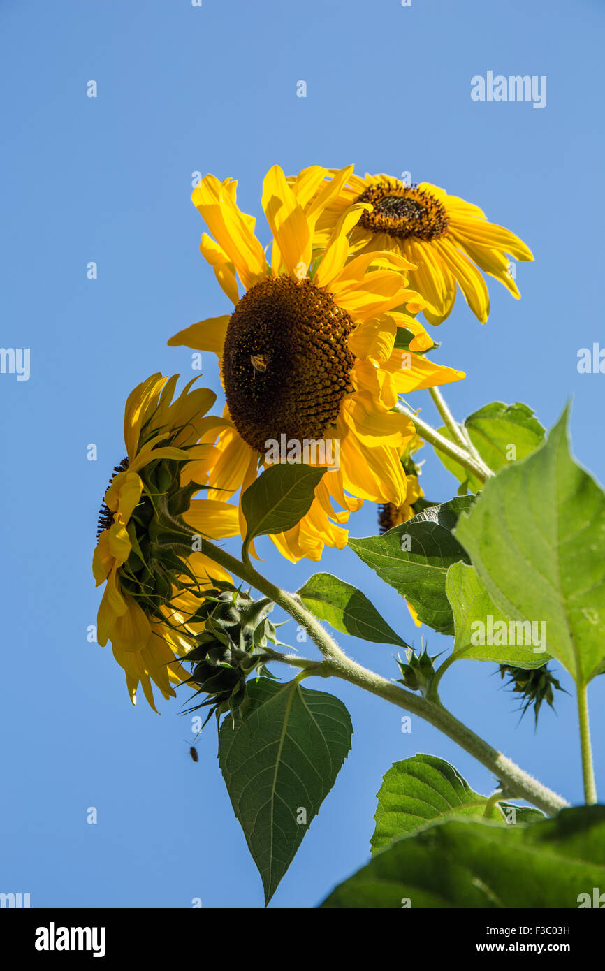 Sunflowers growing in the  E. Lorene Young Community Garden in Leavenworth, Washington, USA Stock Photo