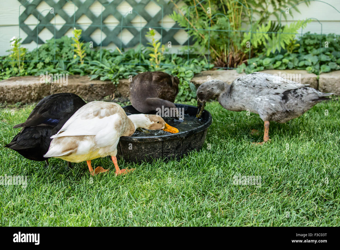 Four types of Indian Runner ducks (Anas platyrhynchos domesticus): White and Fawn, black, chocolate and blue.  They are an unusu Stock Photo