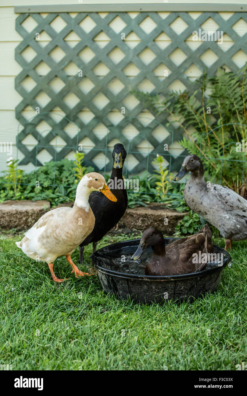 Four types of Indian Runner ducks (Anas platyrhynchos domesticus): White and Fawn, black, chocolate and blue. Stock Photo