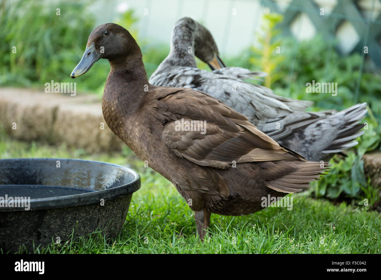 Chocolate and blue Indian Runner ducks (Anas platyrhynchos domesticus) preening.  They are an unusual breed of domestic duck. Stock Photo
