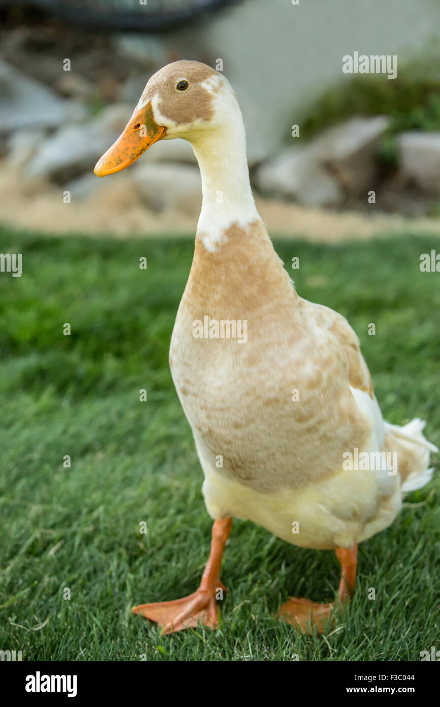 Fawn And White Indian Runner Duck Anas Platyrhynchos Domesticus Stock Photo Alamy