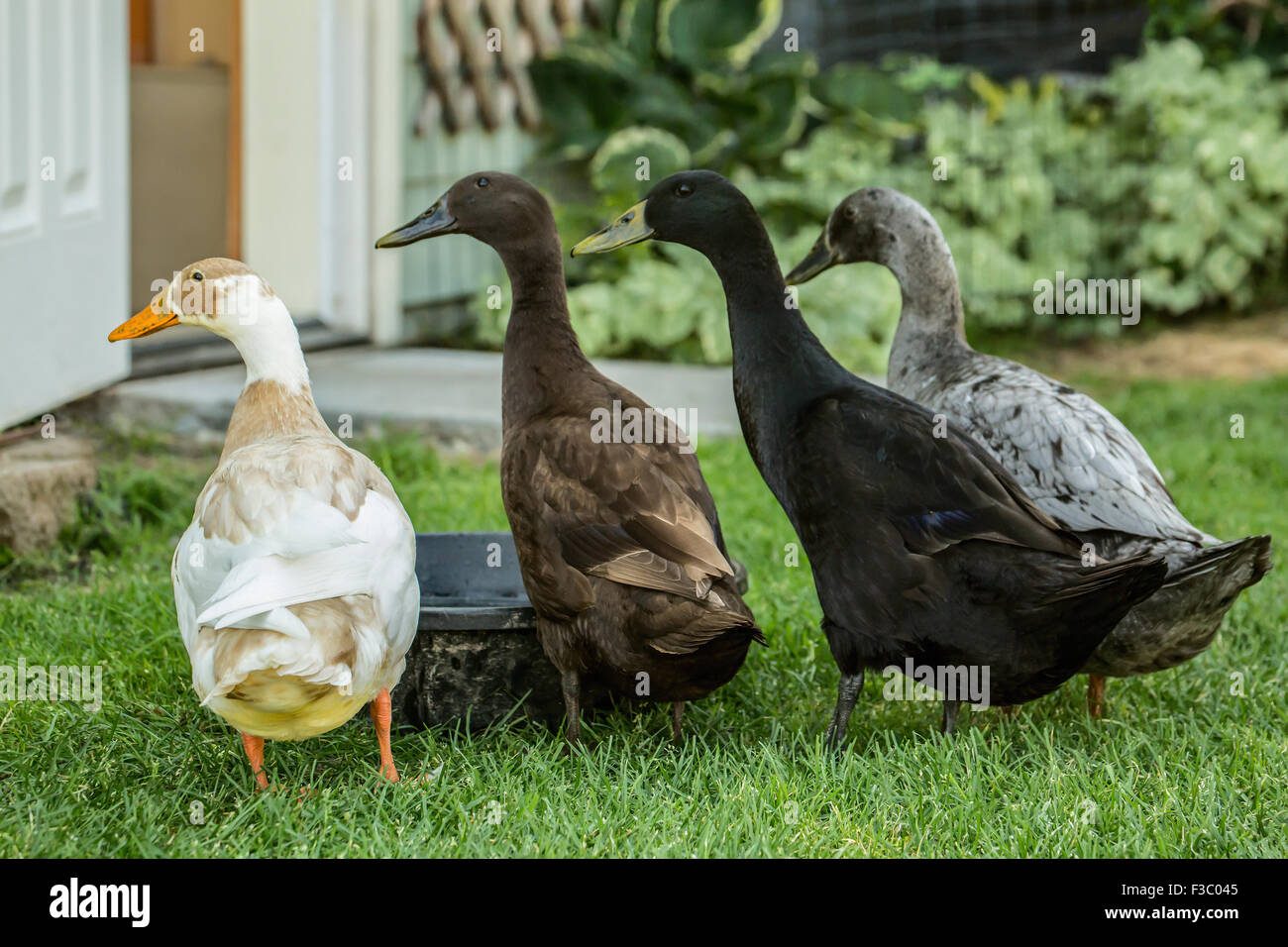 Four types of Indian Runner ducks (Anas platyrhynchos domesticus): White and Fawn, black, chocolate and blue. Stock Photo