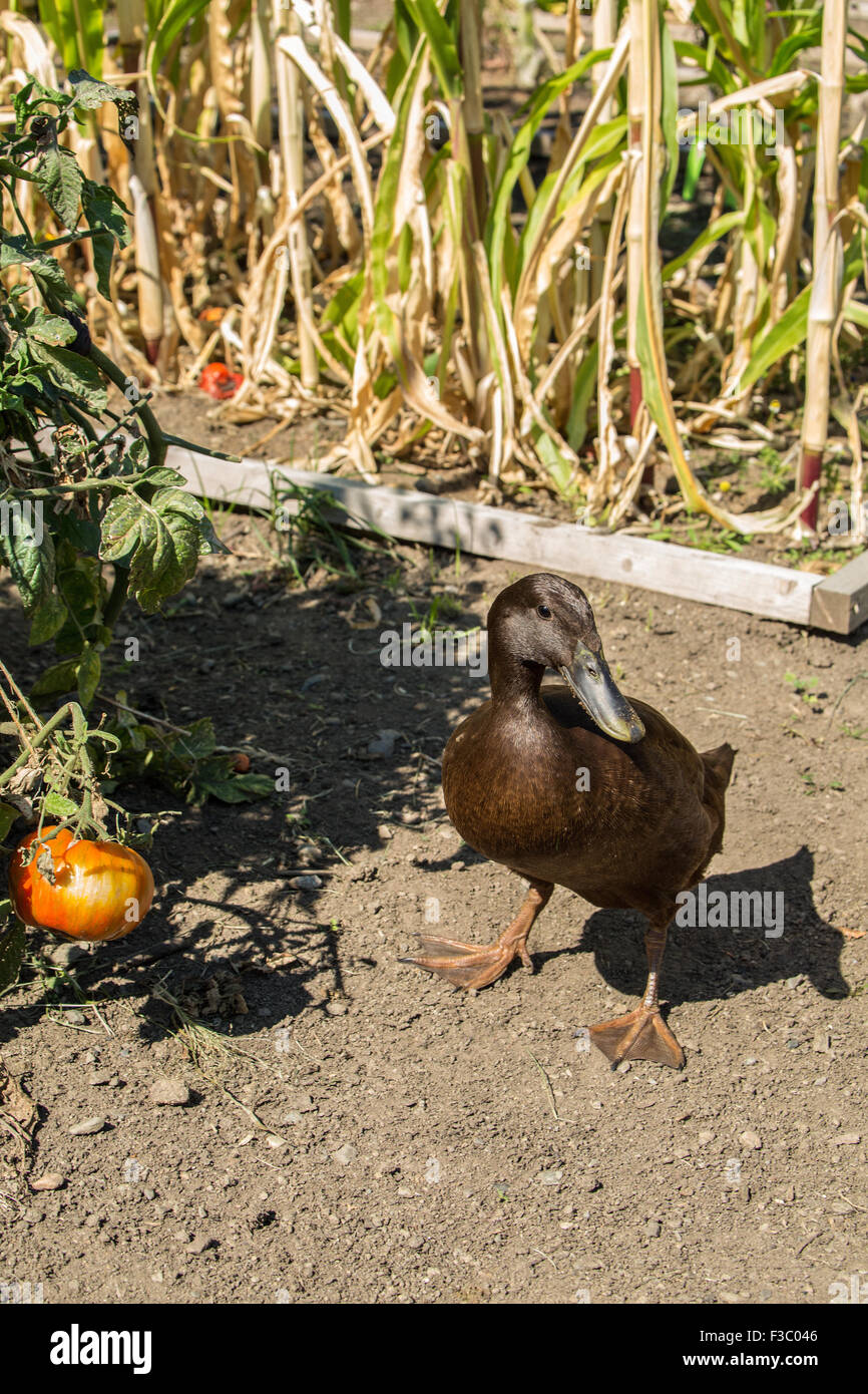 Chocolate Indian Runner duck (Anas platyrhynchos domesticus) in the garden.  They are an unusual breed of domestic duck. They st Stock Photo