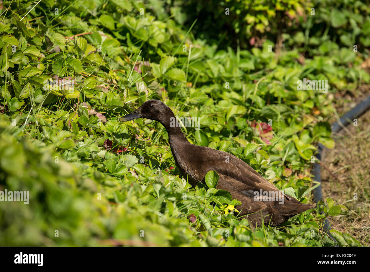 Chocolate Indian Runner duck (Anas platyrhynchos domesticus) in the strawberry garden. Stock Photo
