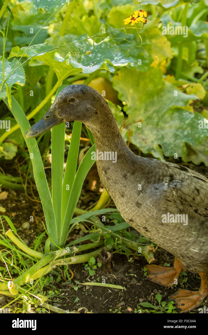 Blue Indian Runner duck (Anas platyrhynchos domesticus) in the garden.  They are an unusual breed of domestic duck. Stock Photo
