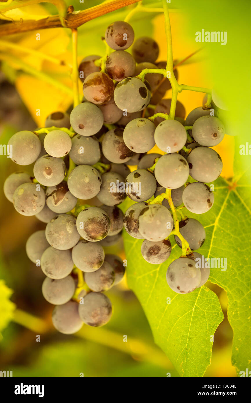 Grapes growing in Leavenworth, Washington, USA Stock Photo Alamy