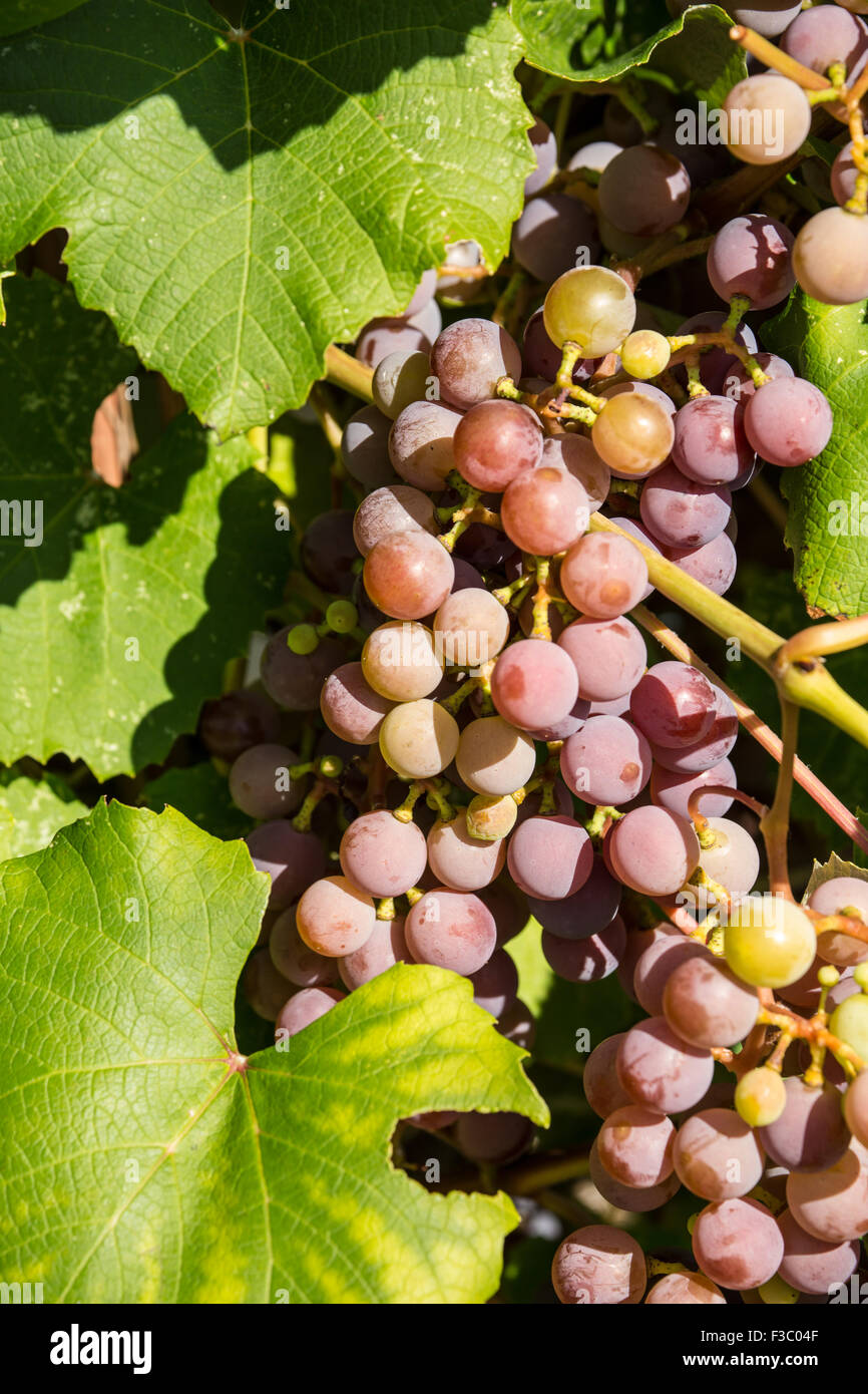 Grapes growing in Leavenworth, Washington, USA Stock Photo Alamy
