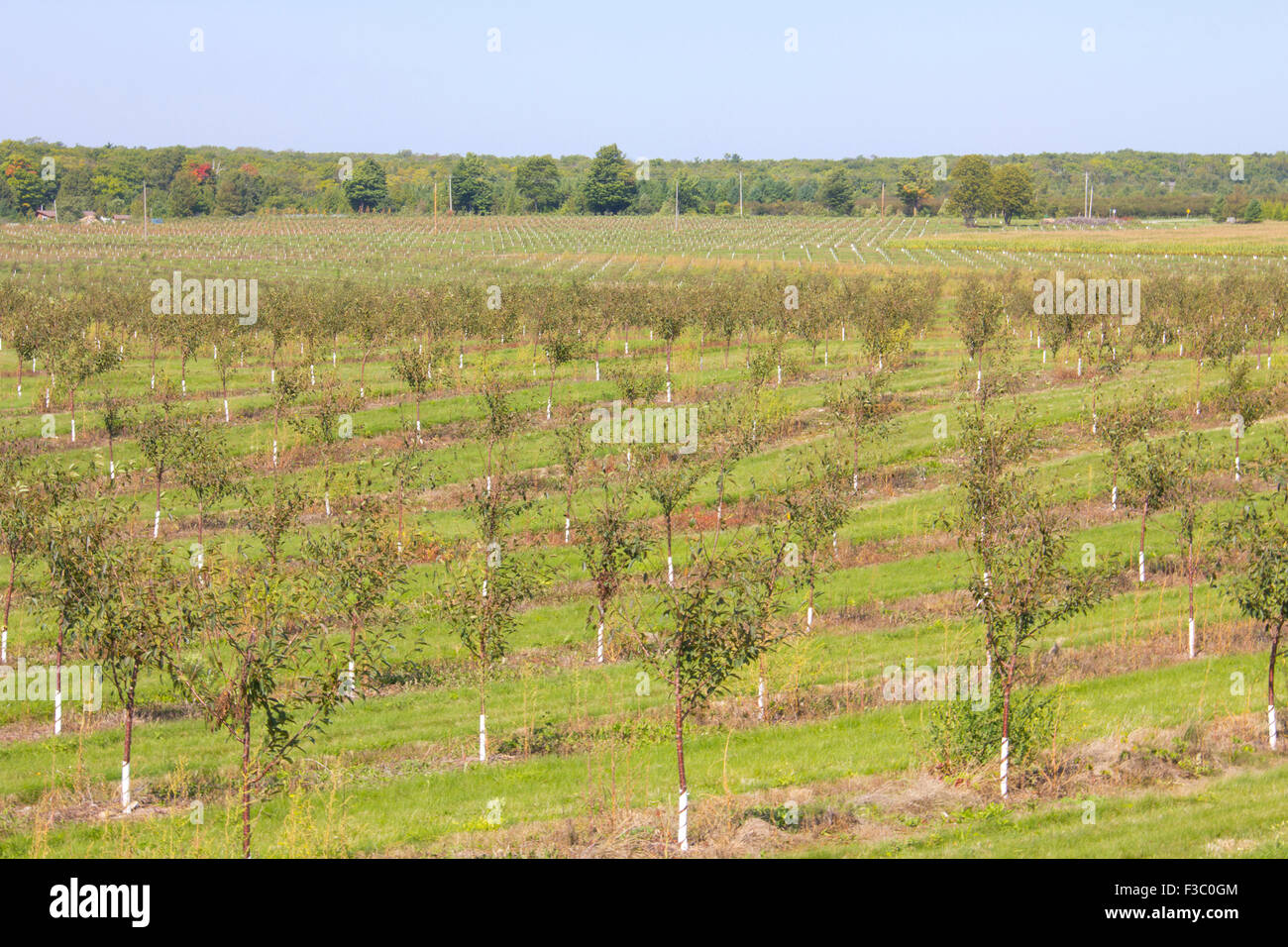 Cherry Orchards Carpet The Landscape Near Sister Bay Door