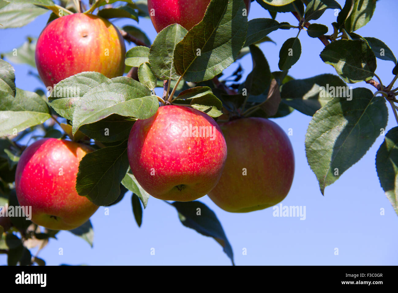 Apples (these are the IdaRed variety) at Seaquist Orchards, Sister Bay