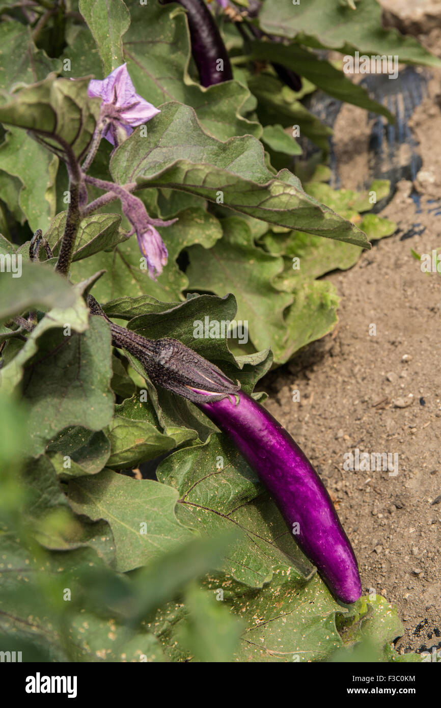 Closeup of Little Fingers Eggplant growing at an organic farm in