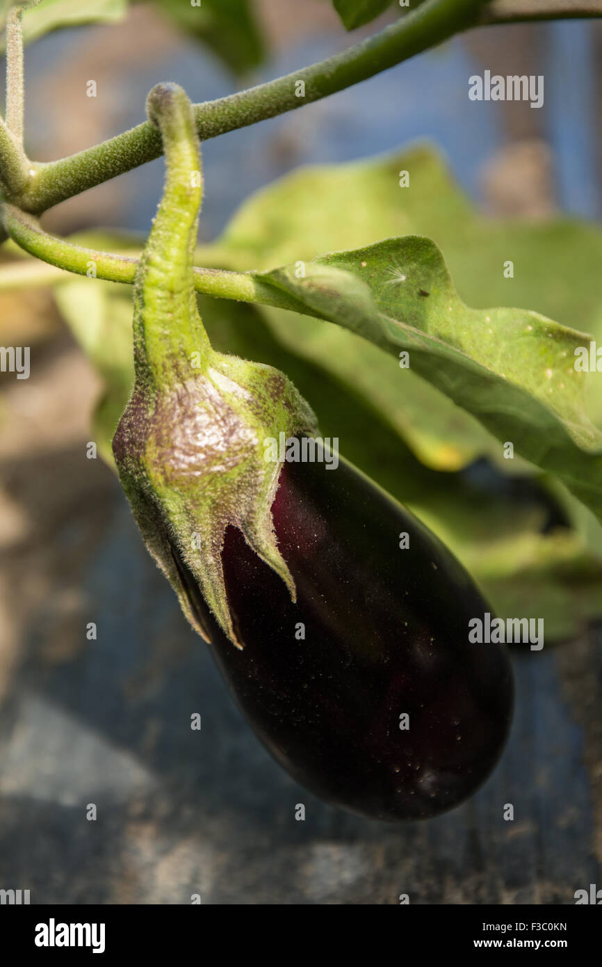 Closeup of Black King eggplant growing at an organic farm in