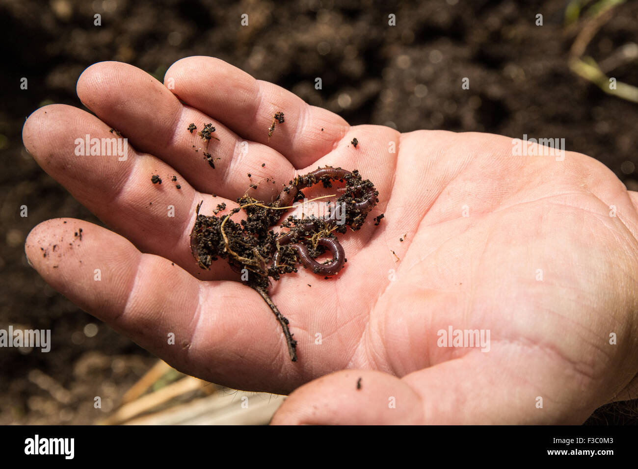 Man holding earthworms from the worm composting done to support the Sleeping Lady Mountain Resort garden in Leavenworth, WA Stock Photo