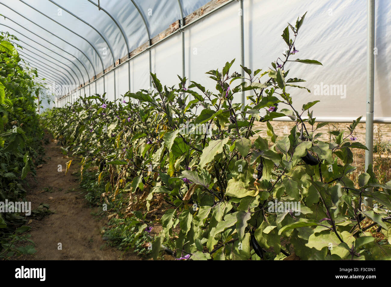 Eggplant growing in a commercial greenhouse in Leavenworth, Washington, USA Stock Photo Alamy