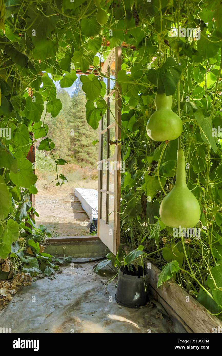 Speckled Swan Gourd, a bottle / birdhouse gourd, growing on an arbor in a greenhouse in Leavenworth, Washington, USA Stock Photo