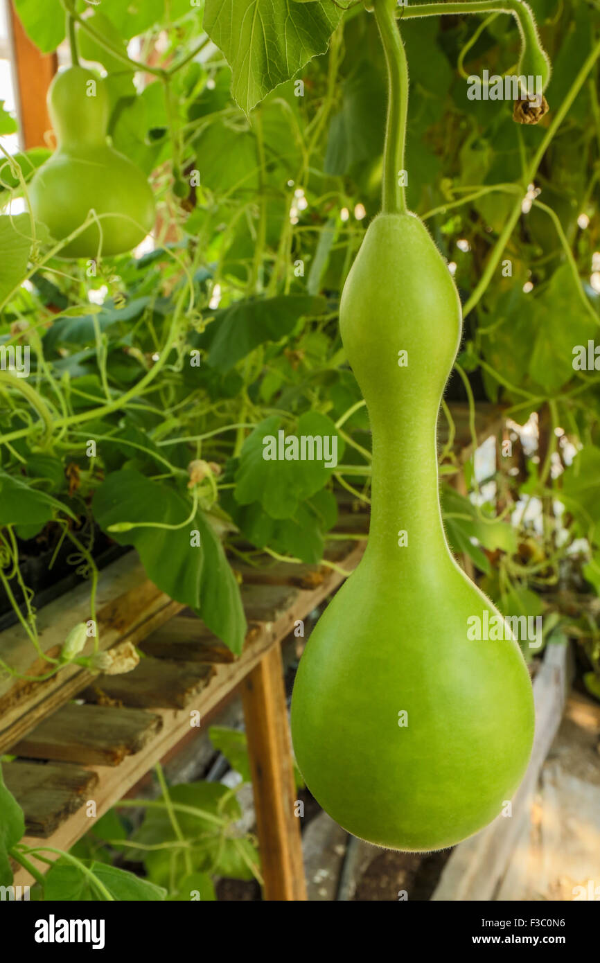 Speckled Swan Gourd, a bottle / birdhouse gourd, growing on an arbor in