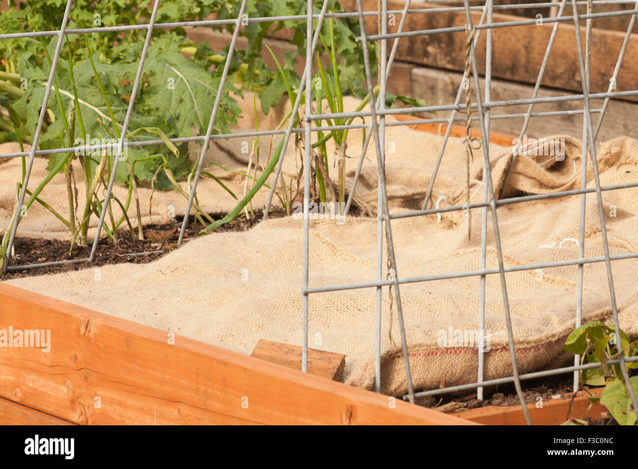 Raised vegetable beds prepared for dormancy with burlap bags placed on them, in a garden in Bellevue, Washington, USA Stock Photo